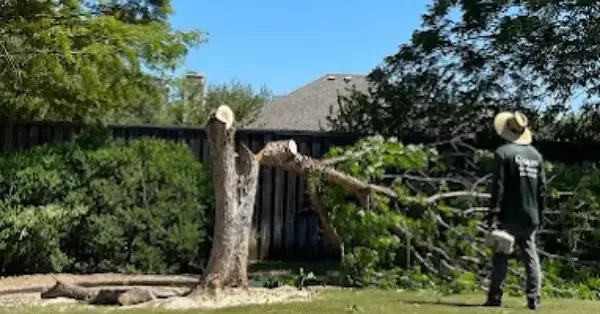 Emergency Tree Service in Flower Mound, TX
