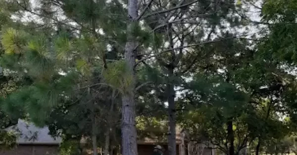 How Much Does Tree Trimming Cost in the DFW Metroplex