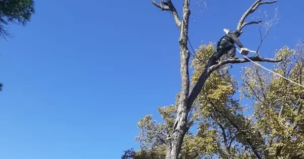 Certified arborist performing tree removal in The Colony, TX