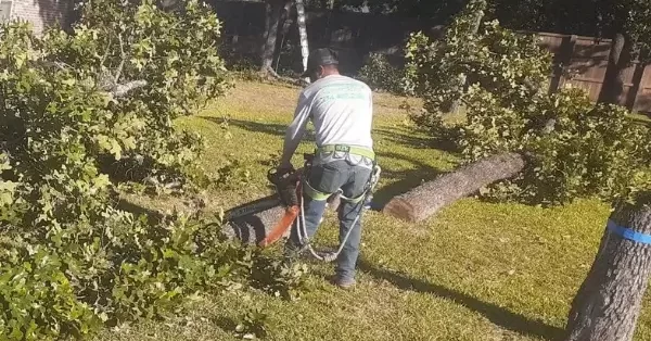 Common Tree Issues in Denton and What to Do About Them