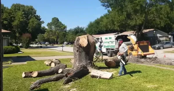 tree removal flower mound tx