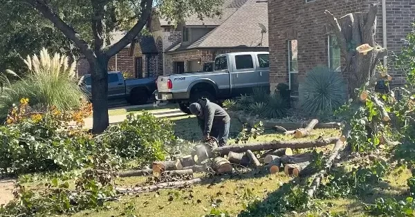 Emergency Tree Service Lewisville, TX