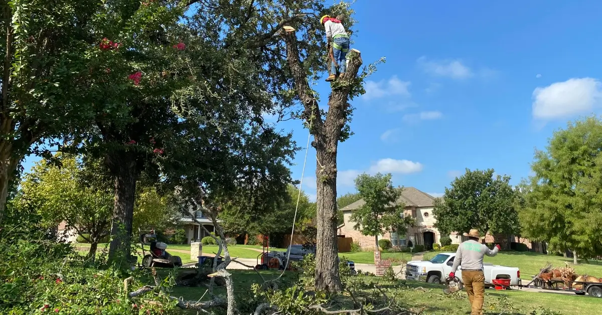 Tree Service Southlake TX: Expert Care for Your Trees