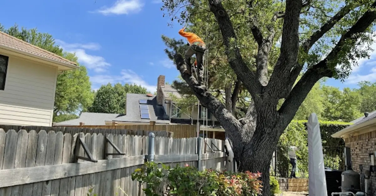 Tree Services Frisco, TX: Protect Your Home and Landscape