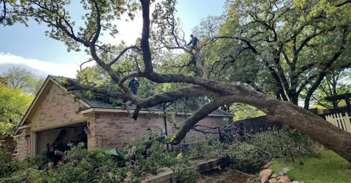 Tree Service Plano, TX: Your Local Tree Care Experts