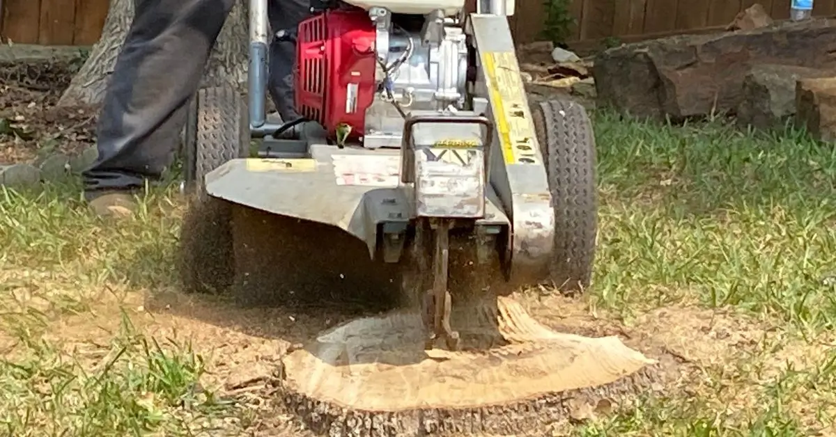 Arborist grinding tree stump in backyard in Denton Texas”