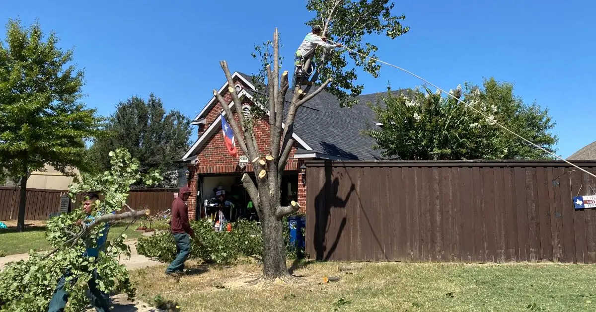 Arborist trimming tree branches at a home in Denton Texas