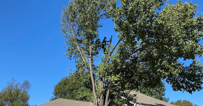 Emergency Tree service team safely removing storm-damaged tree in Dallas residential area