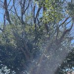 homeowner inspecting overgrown tree branches in DFW yard