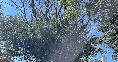 homeowner inspecting overgrown tree branches in DFW yard
