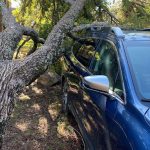 Storm-damaged tree in Dallas backyard