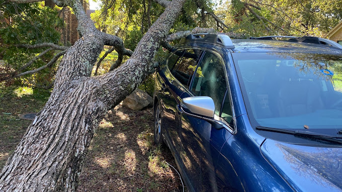 Storm-damaged tree in Dallas backyard