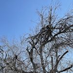 Best Time of Year to Cut Down Trees in Plano TX with an arborist