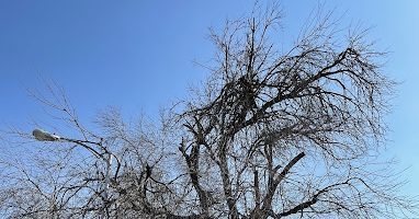 Best Time of Year to Cut Down Trees in Plano TX with an arborist