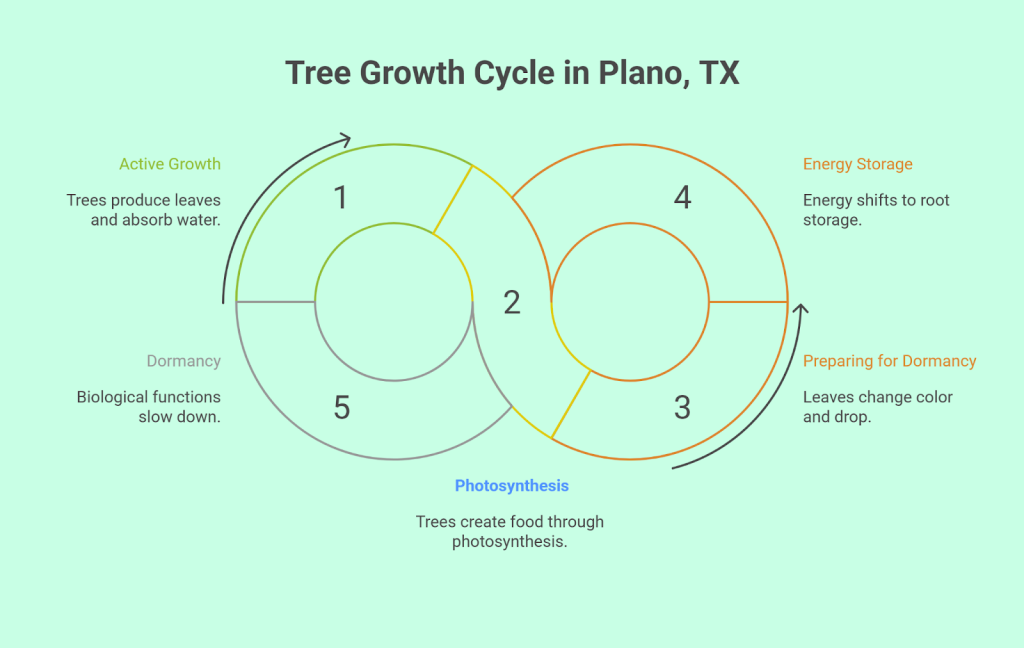 Tree Growth Cycle in Plano TX