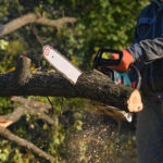 Is It Illegal to Cut Down Trees on Your Property in Texas?