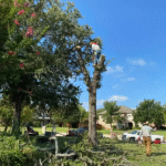 Emergency tree removal after storm damage in Frisco Texas