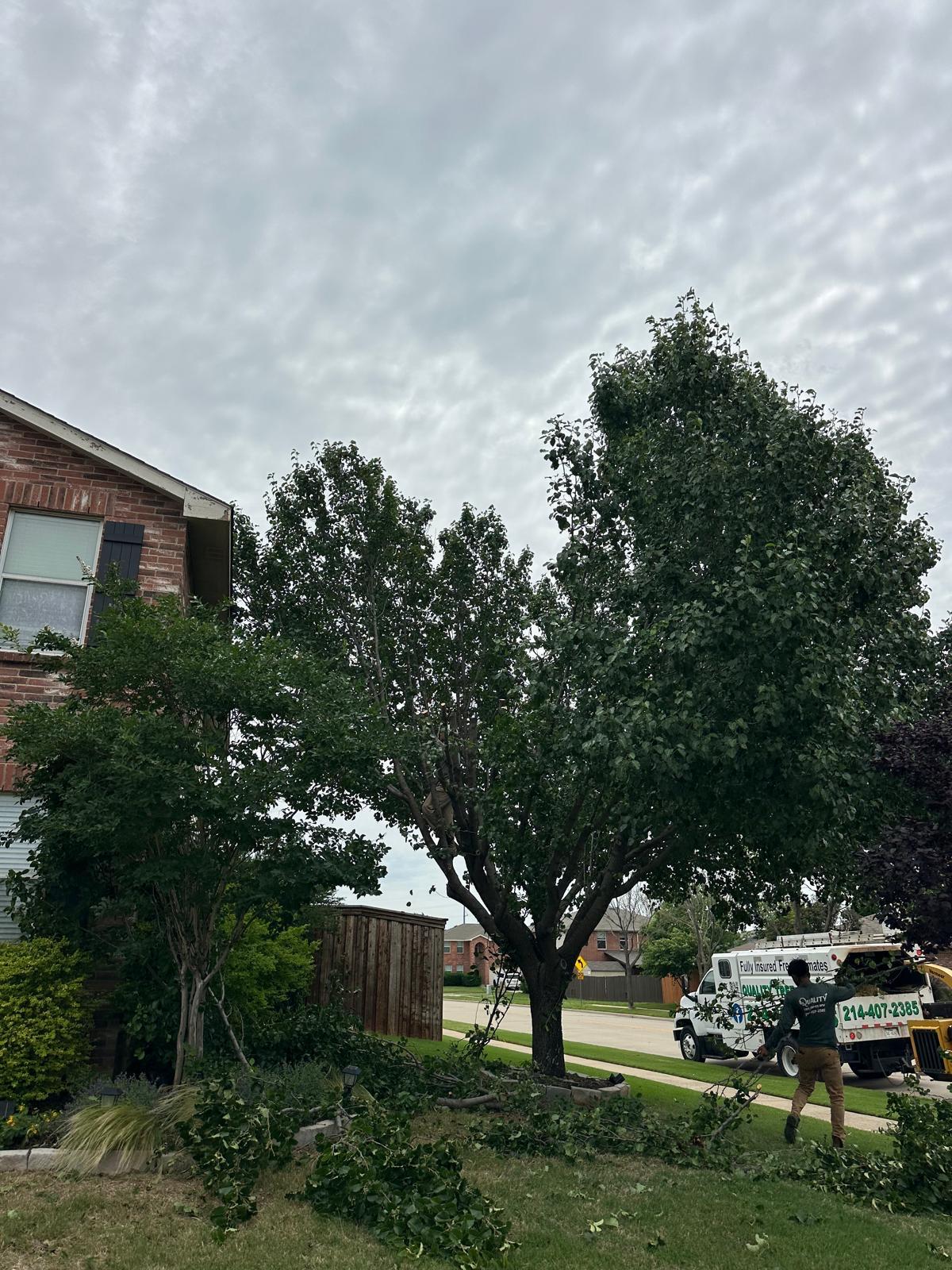 Quality Tree Service Little Elm Tx
